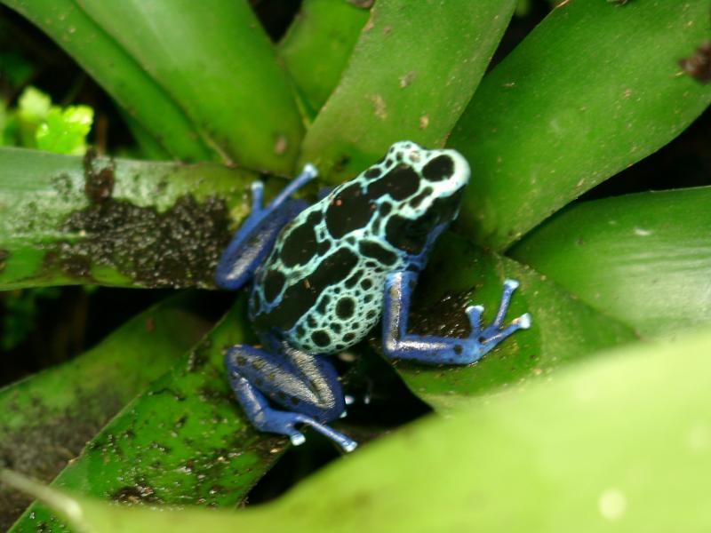 Image: Blue Poison Dart Frog